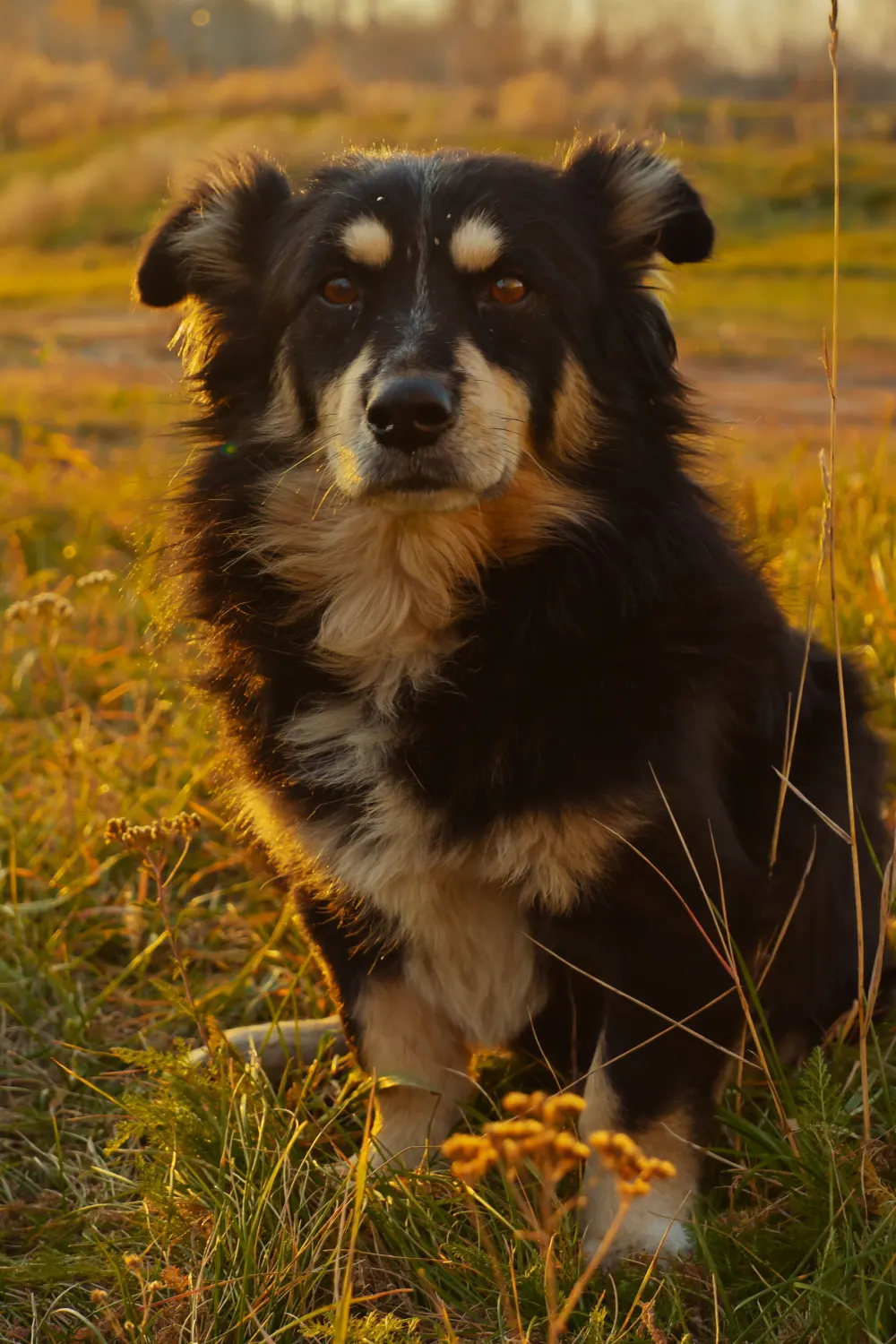 Chien noir et feu couché dans l’herbe haute au soleil