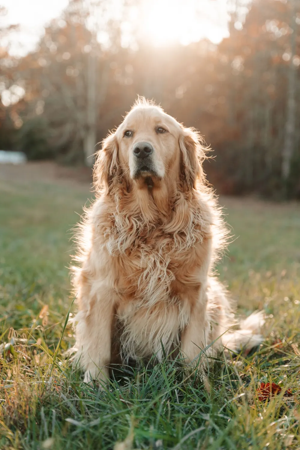 Golden retriever assis dans un pré au coucher du soleil