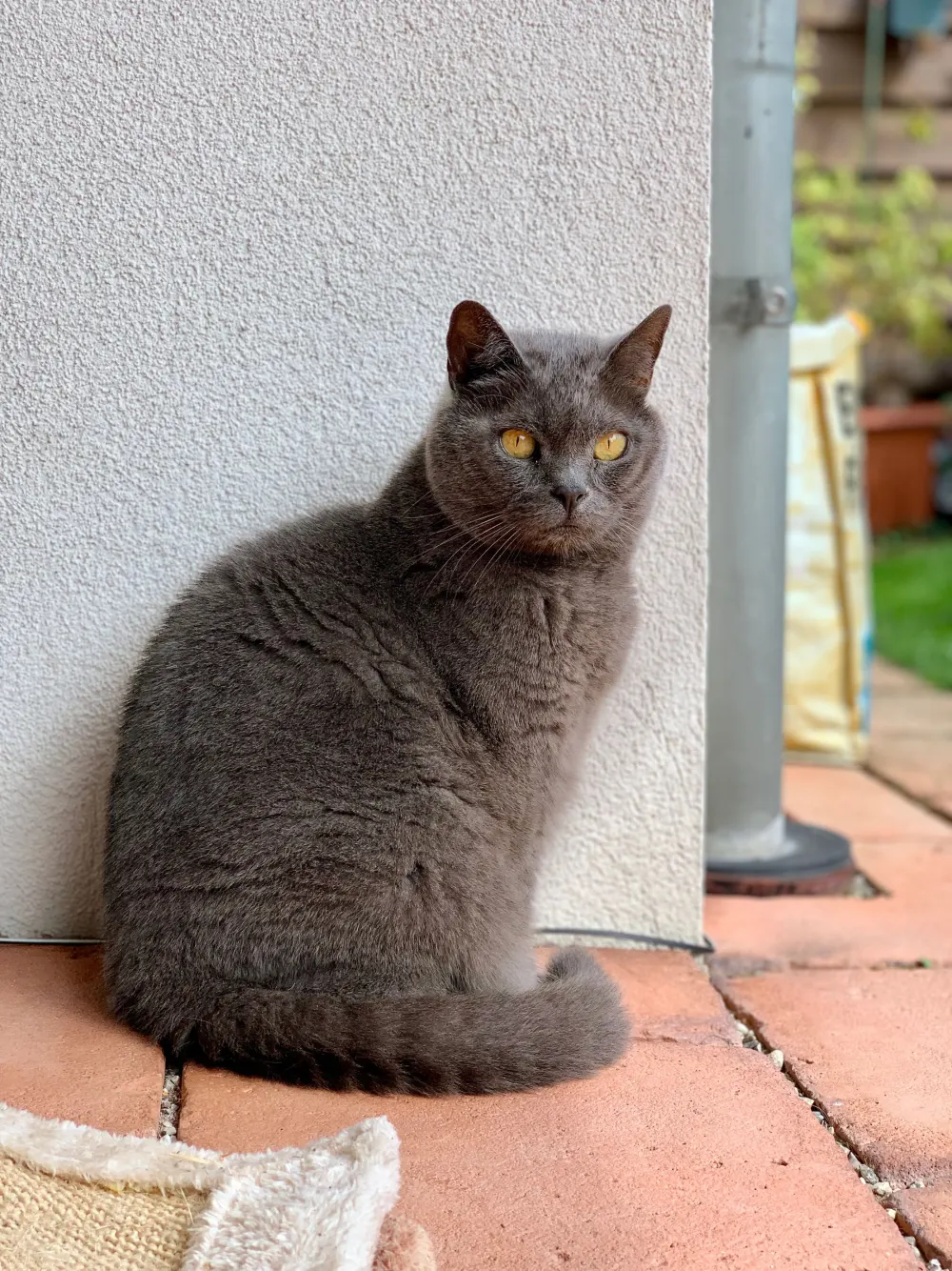 Chat gris assis tranquillement pendant une visite à domicile