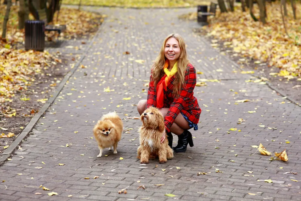 Deux petits chiens en promenade sur un chemin d’automne