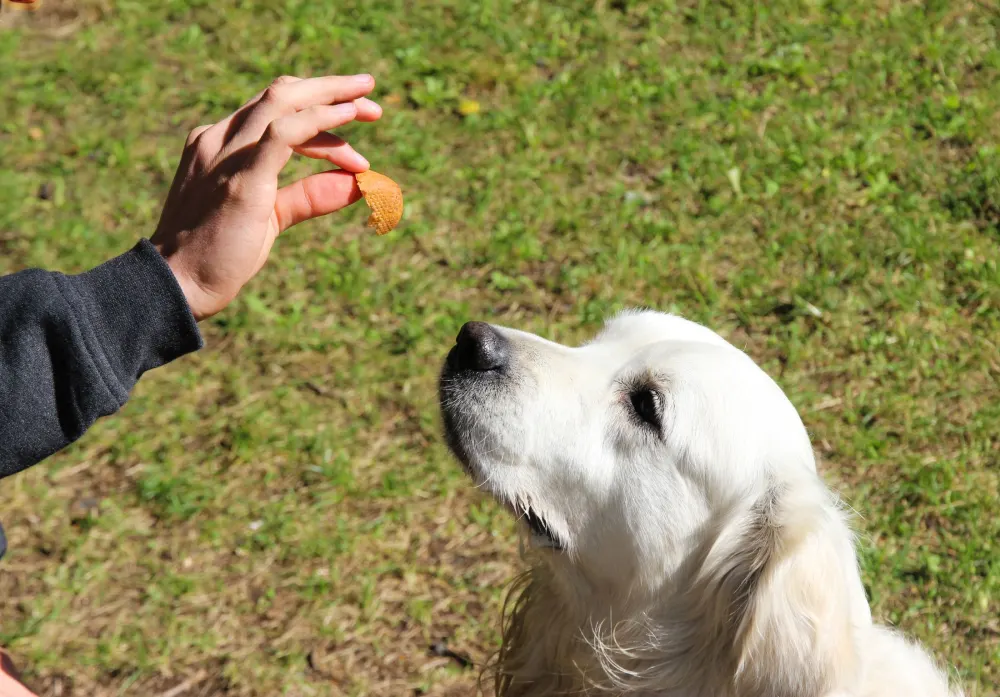 Chien qui suit une friandise du regard pendant un exercice