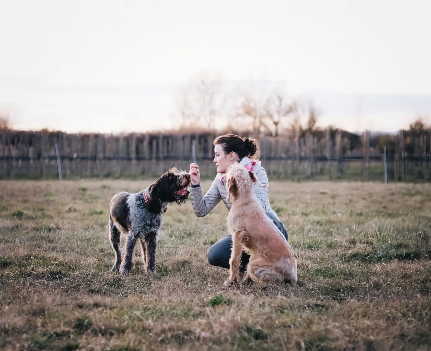 Éducatrice accroupie dans un champ avec deux chiens attentifs, lumière douce de fin de journée