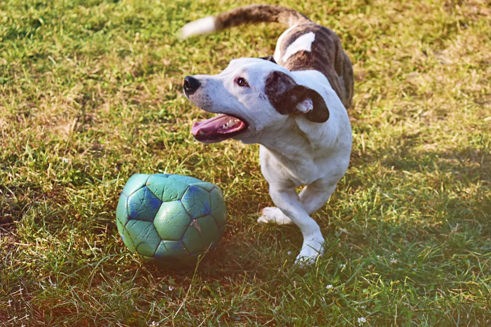 Chien qui court après un ballon dans l’herbe