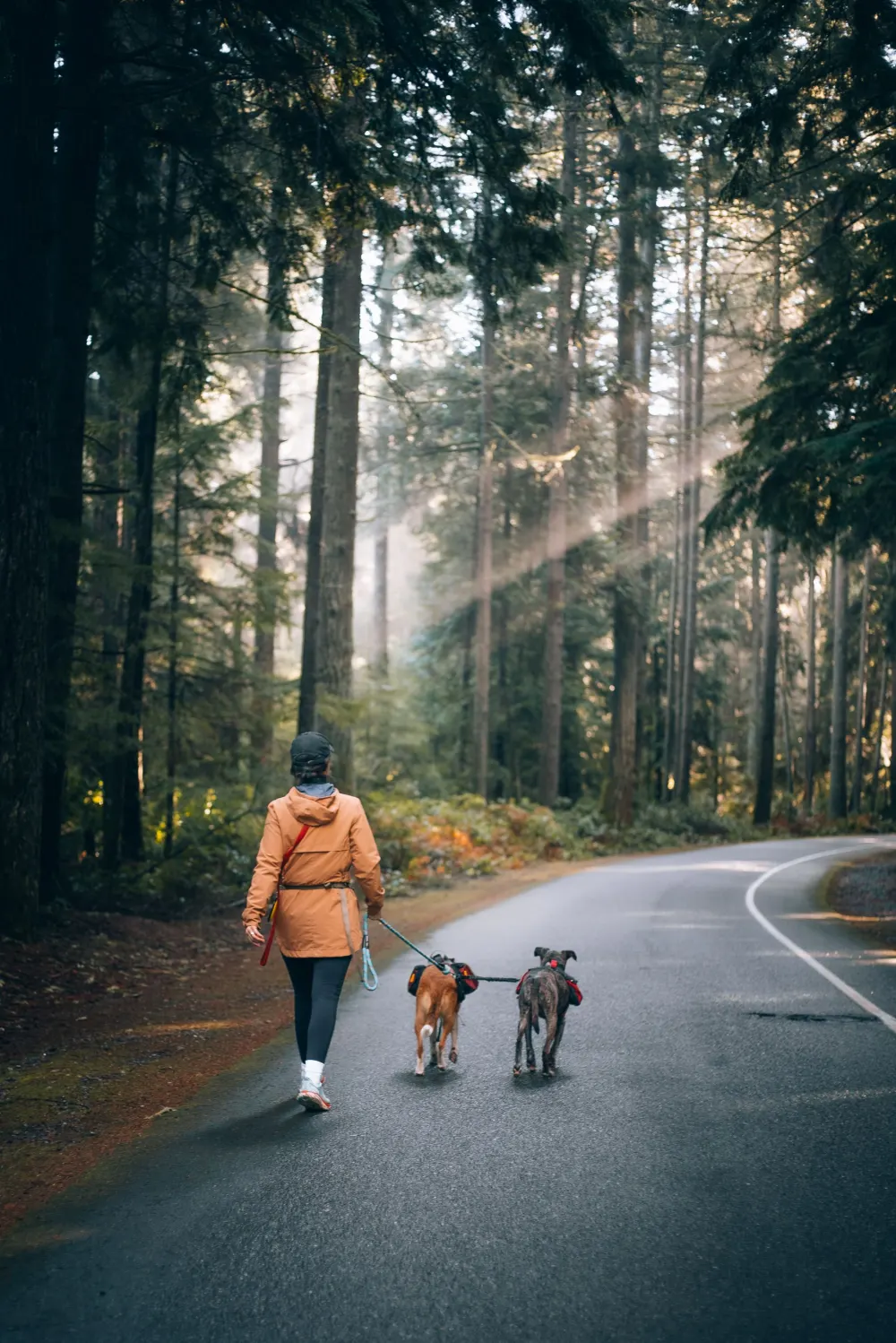 Promenade sur une route forestière au petit matin