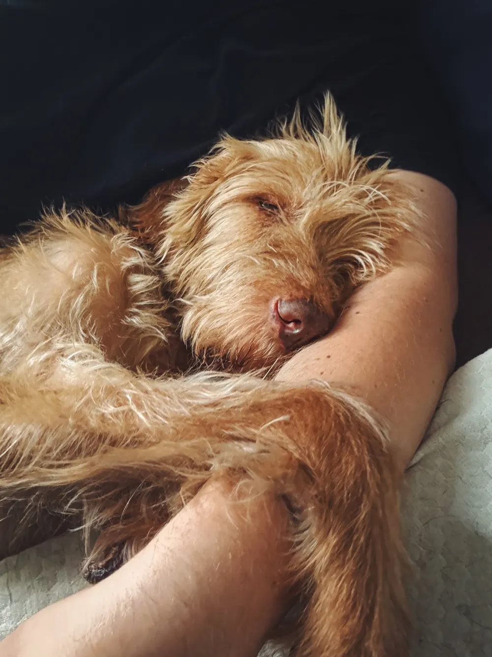 Chien roux endormi contre son humaine sur le canapé