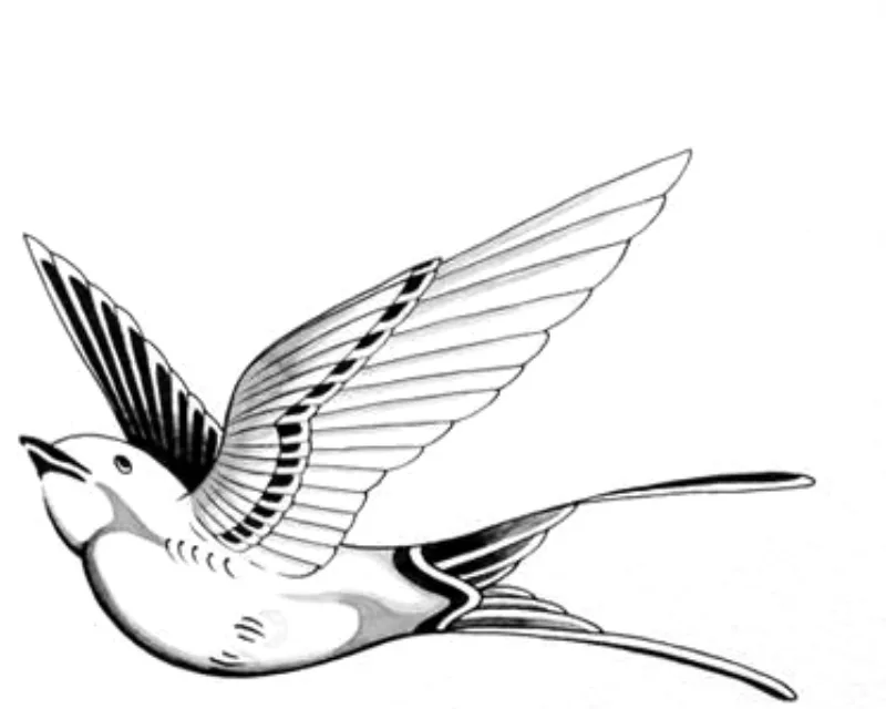 Dessin de flash : hirondelle en vol, plumes au trait fin